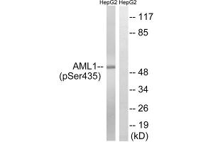 Western blot analysis of extracts from HepG2 cells, treated with PMA (125ng/ml, 30mins), using AML1 (Phospho-Ser435) antibody. (RUNX1 antibody  (pSer435))