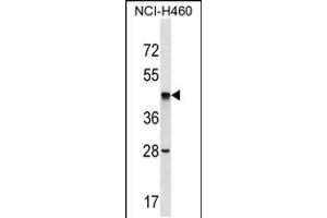 Western blot analysis in NCI-H460 cell line lysates (35ug/lane). (Septin 2 antibody  (C-Term))