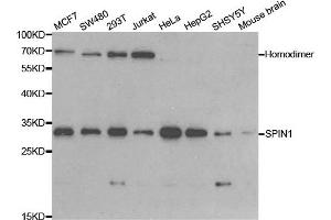 Western blot analysis of extracts of various cell lines, using SPIN1 antibody. (Spindlin 1 antibody)