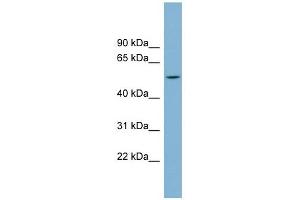 CHST1 antibody used at 1 ug/ml to detect target protein.