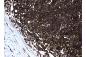 Image no. 2 for anti-Coiled-Coil Domain Containing 93 (CCDC93) (AA 293-631) antibody (ABIN1491348) (CCDC93 antibody  (AA 293-631))