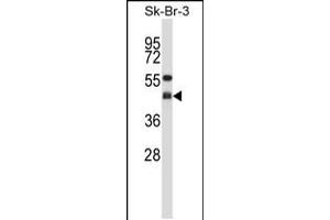 Western blot analysis in SK-BR-3 cell line lysates (35ug/lane). (GNAI2 antibody  (N-Term))