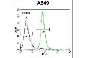 Flow cytometric analysis of A549 cells (right histogram) compared to a negative control cell (left histogram). (ZNF324B antibody  (C-Term))