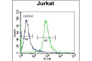 RSBN1 Antibody (N-term) (ABIN655484 and ABIN2845005) flow cytometric analysis of Jurkat cells (right histogram) compared to a negative control cell (left histogram). (RSBN1 antibody  (N-Term))