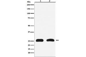 Western blot analysis of HMGB2 expression in (1) HeLa cell lysate, (2) PC-12 cell lysate.