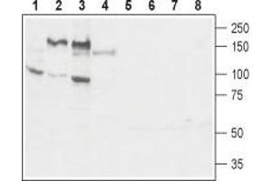 Western Blotting (WB) image for anti-Interleukin 6 Signal Transducer (Gp130, Oncostatin M Receptor) (IL6ST) (AA 584-598), (Extracellular) antibody (ABIN7043291)