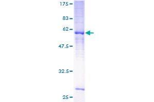 Mrgprf Protein (AA 1-343) (GST tag)