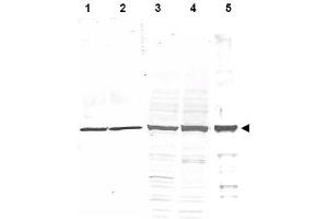 Image no. 1 for anti-Tubulin, alpha 1B (TUBA1B) (AA 427-441) antibody (ABIN401310) (TUBA1B antibody  (AA 427-441))