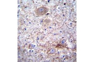Immunohistochemistry analysis in formalin-fixed, paraffin-embedded human brain tissue using PCDHA7 Antibody , followed by peroxidase conjugation of the secondary antibody and DAB staining. (PCDHA7 antibody  (Middle Region))