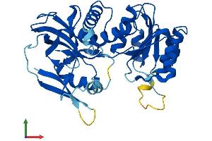 AlphaFold protein structure predicition of Human Recombinant CRYZL1 Protein, UniprotID O95825 (CRYZL1 Protein (AA 1-349) (His tag))