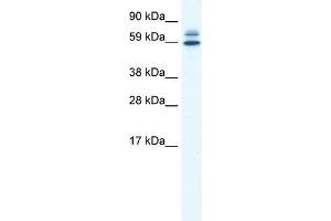 ZBTB38 antibody used at 0. (ZBTB38 antibody  (N-Term))