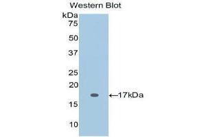 Western Blotting (WB) image for anti-Interleukin 2 (IL2) (AA 21-153) antibody (ABIN1172183)