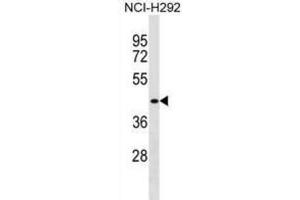 Western Blotting (WB) image for anti-D4, Zinc and Double PHD Fingers Family 1 (DPF1) antibody (ABIN2999523) (DPF1 antibody)