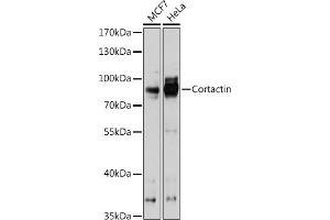 Western blot analysis of extracts of various cell lines, using Cortactin antibody  at 1:1000 dilution. (Cortactin antibody  (AA 1-200))