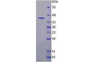 SDS-PAGE of Protein Standard from the Kit  (Highly purified E. (NFkB ELISA Kit)