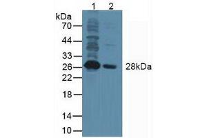 Western blot analysis of (1) Human Umbilical Cord Tissue and (2) Human Placenta Tissue.