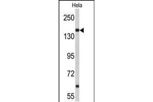 Western blot analysis of NUP153 Antibody in Hela cell line lysates (35ug/lane) (NUP153 antibody  (N-Term))