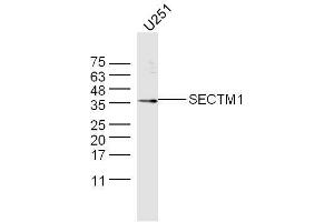 U251 lysate probed with Anti-SECTM1 Polyclonal Antibody  at 1:5000 90min in 37˚C. (SECTM1 antibody  (AA 42-150))