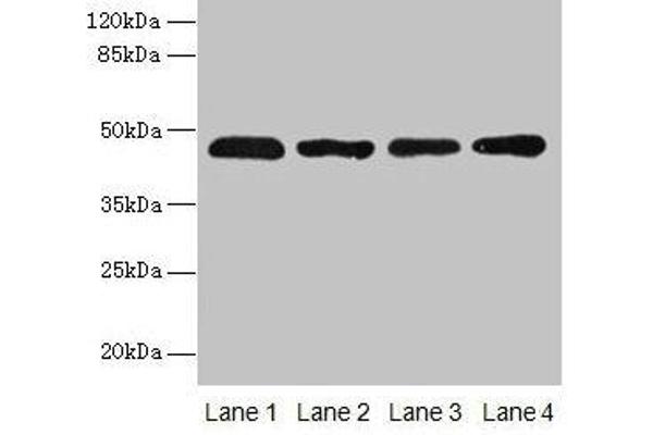 ZDHHC23 antibody  (AA 187-302)