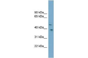 WB Suggested Anti-SPOCK3  Antibody Titration: 0. (SPOCK3 antibody  (Middle Region))
