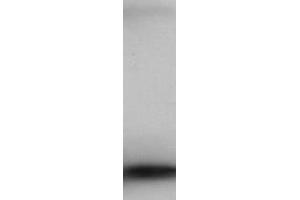 Western Blot of Rabbit Anti-PIP5K2B Antibody. (PIP4K2B antibody  (C-Term))