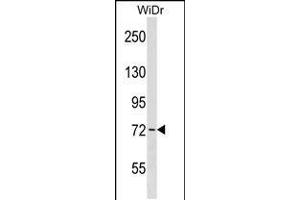 Western blot analysis in WiDr cell line lysates (35ug/lane). (WEE1 antibody  (AA 202-230))