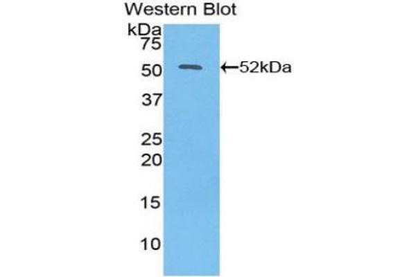 IFNB1 antibody  (AA 22-187)