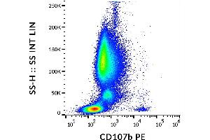 Flow cytometry analysis (surface staining) of IgE-stimulated human peripheral blood with anti-CD107b (H4B4) PE. (LAMP2 antibody  (PE))