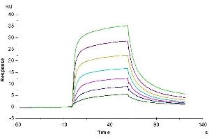 Mouse Serum Albumin, His Tag immobilized on CM5 Chip can bind Mouse FcRn, His Tag with an affinity constant of 54. (Albumin Protein (ALB) (AA 25-608) (His tag))
