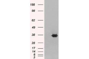 Western Blotting (WB) image for anti-Mortality Factor 4 Like 2 (MORF4L2) (N-Term) antibody (ABIN2465250) (MORF4L2 antibody  (N-Term))