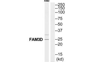 Western Blotting (WB) image for anti-Family with Sequence Similarity 3, Member D (FAM3D) (C-Term) antibody (ABIN1852792) (FAM3D antibody  (C-Term))