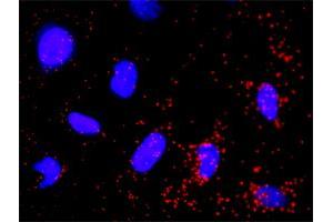 Proximity Ligation Analysis of protein-protein interactions between EGFR and PIK3R3. (PIK3R3 antibody  (AA 271-380))