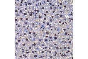 Immunohistochemistry of paraffin-embedded mouse liver using FIP1L1 antibody. (FIP1L1 antibody  (AA 1-300))