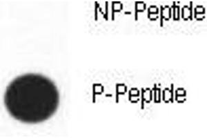 Dot Blot (DB) image for anti-Caudal Type Homeobox 2 (CDX2) (pSer283) antibody (ABIN3028539)