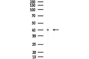 Western blot analysis of lysates from Mouse brain, using OR2AP1 Antibody at 1/1000 dilution.