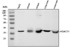 Western blot analysis of HDAC11 using anti-HDAC11 antibody (ABIN3043840). (HDAC11 antibody  (N-Term))