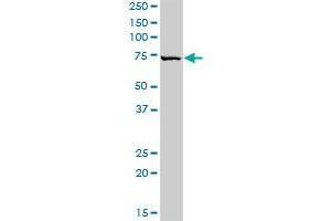 HAL MaxPab rabbit polyclonal antibody. (HAL antibody  (AA 1-657))