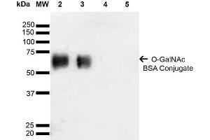 Western Blot analysis of Glycoconjugates showing detection of 67 kDa GalNAc-BSA using Mouse Anti-GalNAc Monoclonal Antibody, Clone 9B9 . (O-GalNAC antibody (Alkaline Phosphatase (AP)))