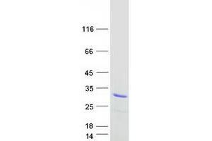 PRR3 Protein (Transcript Variant 1) (Myc-DYKDDDDK Tag)