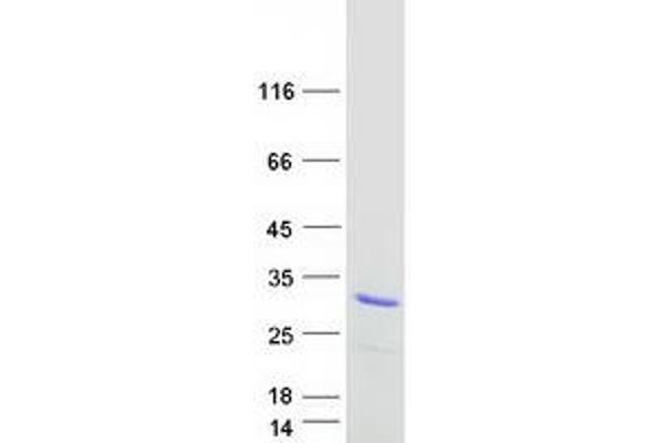PRR3 Protein (Transcript Variant 1) (Myc-DYKDDDDK Tag)