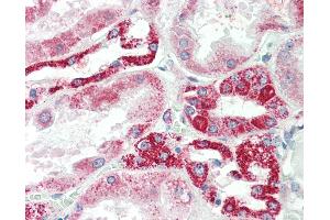 Anti-NDUFS6 antibody IHC staining of human kidney. (NDUFS6 antibody  (AA 53-66))
