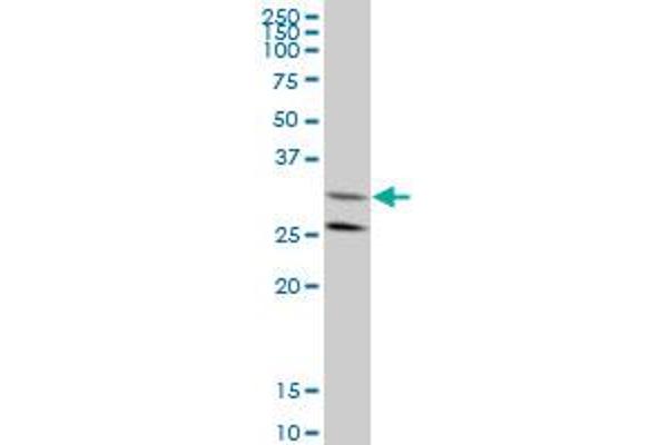 GGPS1 antibody  (AA 201-300)