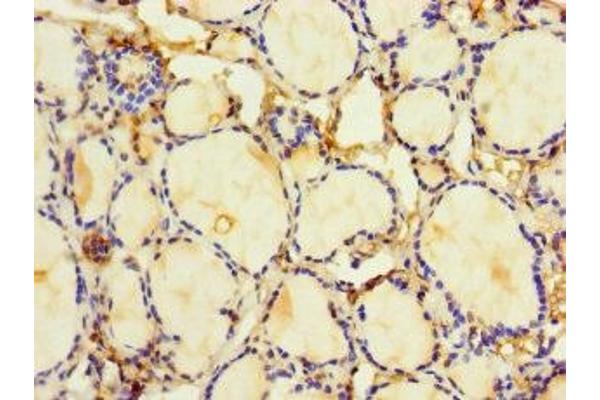 HDAC1 antibody  (AA 1-482)