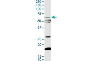 MYOC MaxPab rabbit polyclonal antibody. (MYOC antibody  (AA 1-504))
