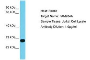 Image no. 1 for anti-Family with Sequence Similarity 204, Member A (FAM204A) (AA 27-76) antibody (ABIN6750654) (FAM204A antibody  (AA 27-76))