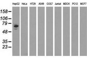 Western blot analysis of extracts (35 µg) from 9 different cell lines by using anti-AFP monoclonal antibody. (alpha Fetoprotein antibody)