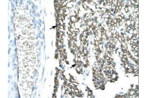 Image no. 1 for anti-Mortality Factor 4 Like 1 (MORF4L1) (AA 251-295) antibody (ABIN202346) (MORF4L1 antibody  (AA 251-295))