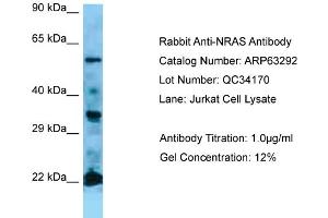 Western Blotting (WB) image for anti-GTPase NRas (NRAS) (Middle Region) antibody (ABIN971288) (GTPase NRas antibody  (Middle Region))