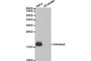 Western blot analysis of extracts of HeLa cell line and H3 protein expressed in E. (Histone 3 antibody  (H3K4me3))