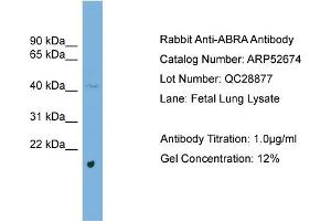 WB Suggested Anti-ABRA  Antibody Titration: 0. (ABRA antibody  (Middle Region))